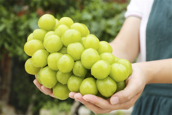 營(yíng)銷管理咨詢分析：陽(yáng)光玫瑰因何跌成“地板價(jià)”？